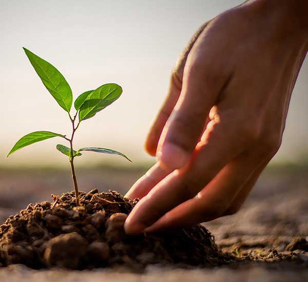 Trasformazione delle ceneri in una pianta